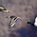 오리 날다 이미지