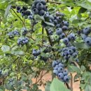 보미농장 이미지