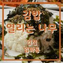 김밥열리는나무