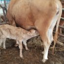 쑥쑥한우농장 이미지