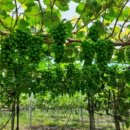 청산농장 이미지