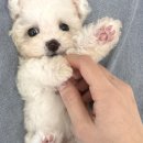 강아지분양 멍블랑 인천청라본점 이미지