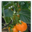 일심농장 이미지