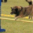 명랑도그 이미지