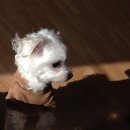 인천 24시 스카이동물메디컬센터 이미지