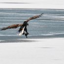 오리사냥 이미지