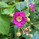 딸기류-Berries 이미지