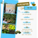 제주도 청귤따기체험으로 즐겼던 하례감귤농장 후기!