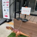 수원 행궁동 카페 추천 │ “렉스프레소뮤지엄” 티라미수 후기 🦖