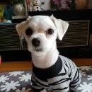 그루밍125 이미지