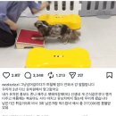 메리펫 애견유치원 이미지