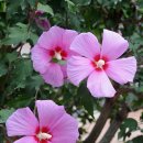 화성무궁화 이미지