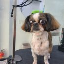 와와리 애견미용 이미지