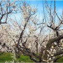 매화농장 이미지