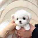 부산강아지분양 퍼피몰리 이미지