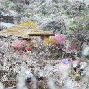 매화랜드 이미지