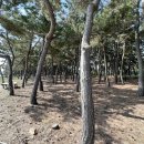 맹방해변 이미지