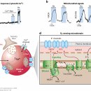 Physiology of the Carotid Body: From Molecules to Disease.. 이미지