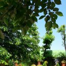 타샤의정원 이미지