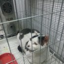 하니병원에 있는 고양이 밀크도 오늘 입양센터 고양이방에 입소합니다. 이미지