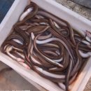 바다장어 이미지