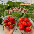 알로3 농장 | 농장알로록춘천딸기 춘천 가볼만한곳 아이랑 가기 좋은 딸기농장🍓
