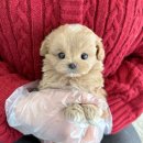 오래드림 이미지