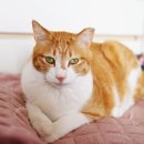 이승진동물의료센터 네이버블로그