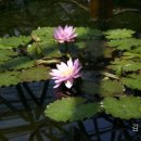 황진이PC 이미지