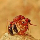 ​흥미롭고 신비로운 개미들의 세상 이미지