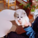 부산강아지분양 테디럽 명지본점 | 대저동강아지분양 자신있게 추천하는 테디럽