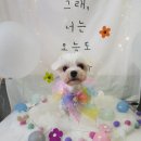 늘, 이쁘개 네이버블로그