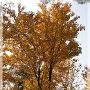 계수나무 이미지