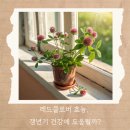 레드클로버 효능, 갱년기 증상부터 부작용까지 총정리