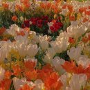 봄이오니 이미지