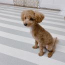 백세견생 | 강아지 변비와 장건강에 좋은 강아지 고양이 유산균 영양제 [파파메디 메디락토]