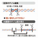 '상식 뒤엎는 구조'. 대장균의 대규모 게놈 바꿔 놓기를 판명. 도쿄대 등. 이미지