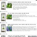 에코헤나디톡스 네이버블로그