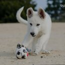 다니엘동물병원 - 고양시 일산동구 일산로 233 | 다니엘동물병원