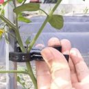 방울토마토 모종 키우기 심기 지지대 세우는 방법 이미지