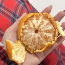 귤최고당