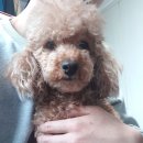 동탄 스케치 동물 병원 이미지