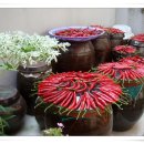 빨간고추 이미지