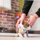 구산동강아지 이미지