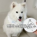 퍼피부터 노령견까지 엔픽 강아지수제화식 첫만남 패키지 후기