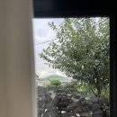 하도리 보통날 이미지