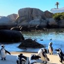 boulders beach 이미지