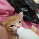 페토브 동물병원 이미지