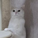 고양이이발관(부천신중동점) 이미지