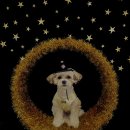 핫도그 반려견 유치원 이미지